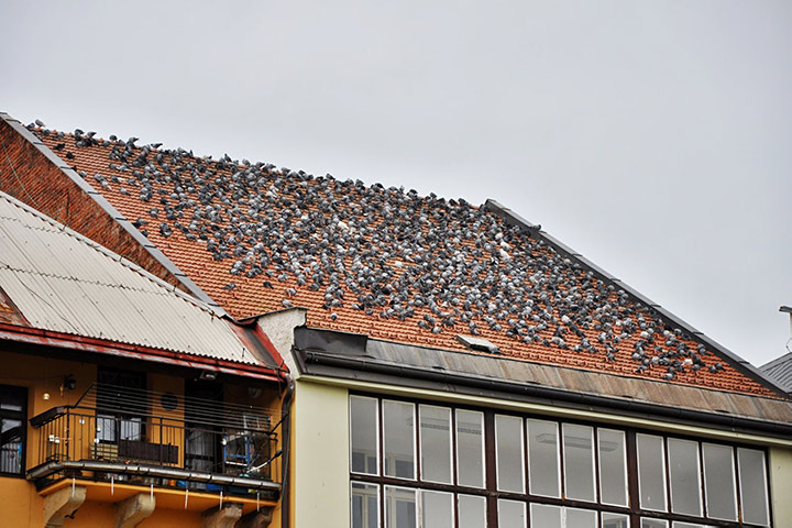 A2B Pest Control are able to install spikes to deter birds from roofs in Hadleigh. 