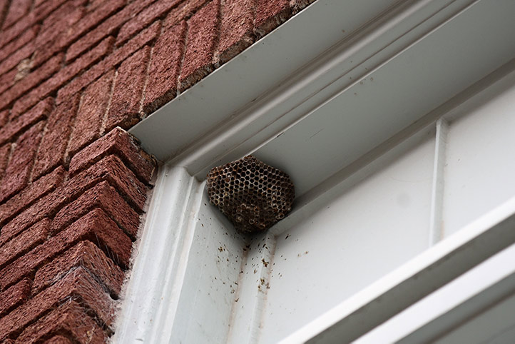 We provide a wasp nest removal service for domestic and commercial properties in Hadleigh.